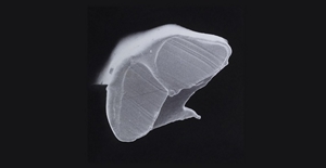 A microscopy image of a grey, silk fiber surrounded by a black background.