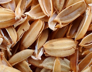 A close-up image of open rice husks used to make the container caps of Kanebo EC products.