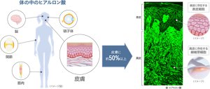 体の中のヒアルロン酸 皮膚に約50%以上