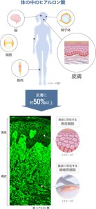 体の中のヒアルロン酸 皮膚に約50%以上