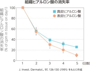 組織ヒアルロン酸の消失率