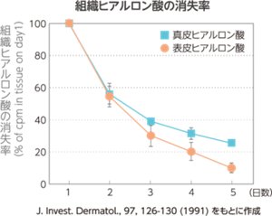 組織ヒアルロン酸の消失率
