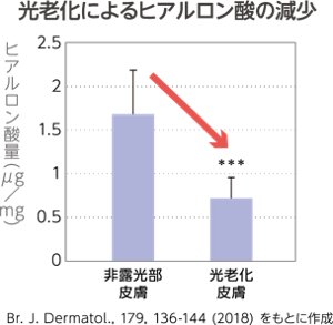 光老化によるヒアルロン酸の減少