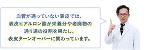 血管が通っていない表皮では、表皮ヒアルロン酸が栄養分や老廃物の通り道の役割を果たし、表皮ターンオーバーに関わっています。