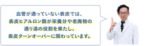 血管が通っていない表皮では、表皮ヒアルロン酸が栄養分や老廃物の通り道の役割を果たし、表皮ターンオーバーに関わっています。