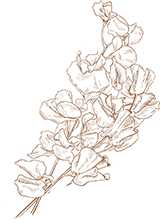 index_story_flower_img07_sp