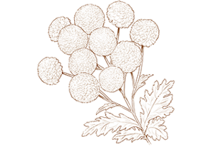 index_story_flower_img08