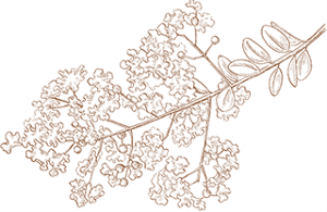 index_story_flower_img09