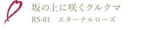 坂の上に咲くクルクマ RS-01 エターナルローズ