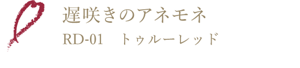 遅咲きのアネモネ RD-01 トゥルーレッド