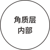 角质层内部