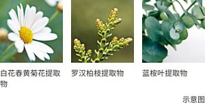 白花春黄菊花提取物 罗汉柏枝提取物 蓝桉叶提取物 示意图