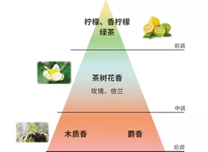 前调:柠檬、香柠檬 绿茶 | 中调:茶树花香 玫瑰、依兰 | 后调:木质香 麝香