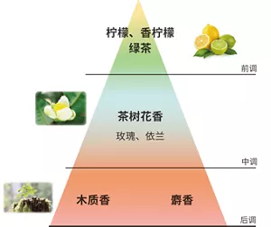 前调:柠檬、香柠檬 绿茶 | 中调:茶树花香 玫瑰、依兰 | 后调:木质香 麝香
