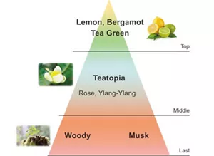 Top:Lemon,Bergamot Tea Green | Middle:Teatopia Rose, Ylang-Ylang | Last:Woody Musk