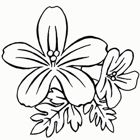 geranium