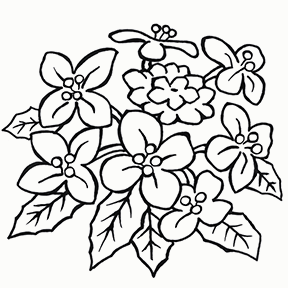 watercress