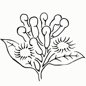 clove_flower
