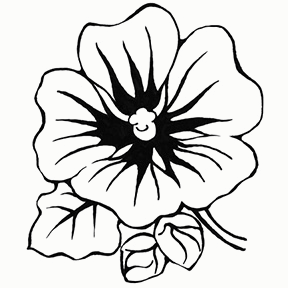 mallow_flower