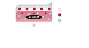 凍狀薄膜 水分蒸發 唇 珠光成分 色料 水分 (示意圖) 利用唇部蒸發的水分 轉化為高服貼凍狀薄膜 實現長時間持色