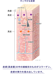 すこやかな皮膚のイメージ図。 皮膚(真皮層)の中の繊維状のものがコラーゲン。皮膚の弾力を産み出しています。
