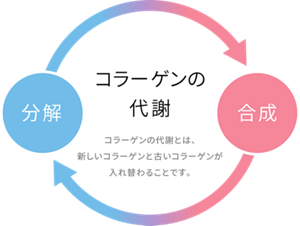 コラーゲン代謝のイメージ図。 コラーゲン代謝とは、コラーゲンの合成と分解により、新しいコラーゲンと古いコラーゲンが入れ替わることです。