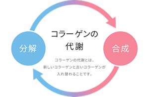 コラーゲン代謝のイメージ図。 コラーゲン代謝とは、コラーゲンの合成と分解により、新しいコラーゲンと古いコラーゲンが入れ替わることです。