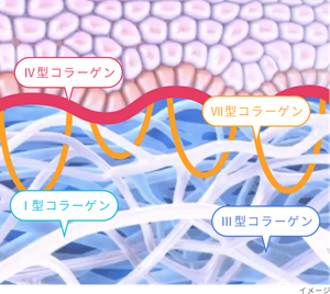 4種のコラーゲンのイメージ図