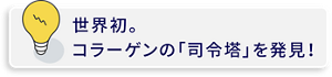 世界初。コラーゲンの「司令塔」を発見