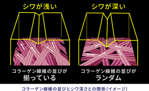 シワが浅い コラーゲン線維の並びが揃っている シワが深い コラーゲン線維の並びがランダム コラーゲン線維の並びとシワ深さとの関係(イメージ)