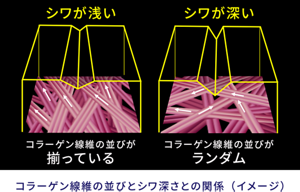 シワが浅い コラーゲン線維の並びが揃っている シワが深い コラーゲン線維の並びがランダム コラーゲン線維の並びとシワ深さとの関係(イメージ)