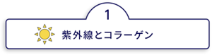 紫外線とコラーゲン