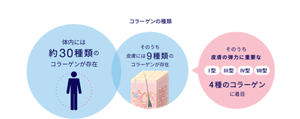 図1 皮膚の弾力に重要な4種のコラーゲンのイメージ図