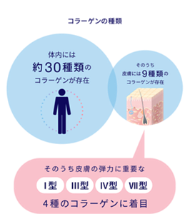 図1 皮膚の弾力に重要な4種のコラーゲンのイメージ図