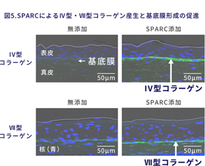 図5 SPARCによるⅣ型・Ⅶ型コラーゲン産生と基底膜形成の促進を示した画像。 3次元皮膚モデルにSPARCを添加し、抗体を用いて蛍光染色したところ、Ⅳ型・Ⅶ型コラーゲンが増加し、基底膜の形成を促進していることが確認できました。