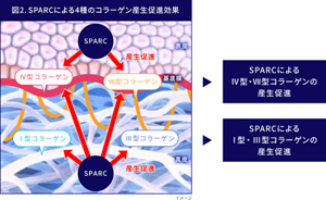 図2 SPARCによる4種のコラーゲン産生促進効果のイメージ図。  SPARCはⅣ型、Ⅶ型のコラーゲンの産生を促進し基底膜の形成を促進します。 SPARCは真皮のコラーゲンⅠ型、Ⅲ型の産生促進します。
