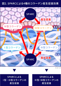 図2 SPARCによる4種のコラーゲン産生促進効果のイメージ図。  SPARCはⅣ型、Ⅶ型のコラーゲンの産生を促進し基底膜の形成を促進します。 SPARCは真皮のコラーゲンⅠ型、Ⅲ型の産生促進します。