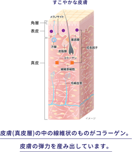 すこやかな皮膚のイメージ図。 皮膚(真皮層)の中の繊維状のものがコラーゲン。皮膚の弾力を産み出しています。