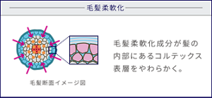 毛髪柔軟化 毛髪断面イメージ図 毛髪柔軟化成分が髪の内部にあるコルテックス表層をやわらかく。