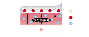 ジェル状皮膜 水分が蒸発 唇 パール剤 顔料 水分 <イメージ図>