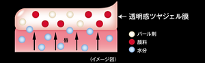透明感ツヤジェル膜  唇 パール剤 顔料 水分 〈イメージ図〉