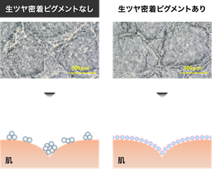 生ツヤ密着ピグメントなし キメの溝に粉が凝集 不均一でツヤが出ない凝集している部分からくずれやすい 生ツヤ密着ピグメントあり キメの溝にも均一フィット つるんと生ツヤくずれにくい 〈画像はいずれもイメージ〉