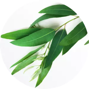 Close-up of fresh green eucalyptus leaves on white background