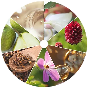 Circle collage of natural botanicals and ingredients