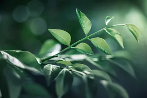 Close-up image of a branch with green leaves in the sunlight.