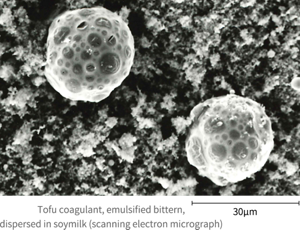 Scanning electron micrograph of tofu coagulant, emulsified bittern, dispersed in soymilk.