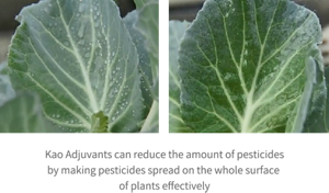 Photo comparing wettability of drops on plant leaves. Kao Adjuvants can reduce the amount of pesticides by making pesticides spread on the whole surface of plants effectively.