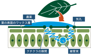濡れによる葉内部への浸透