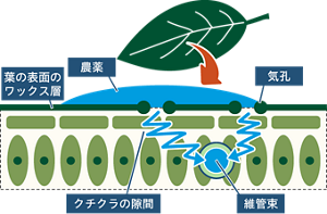 濡れによる葉内部への浸透