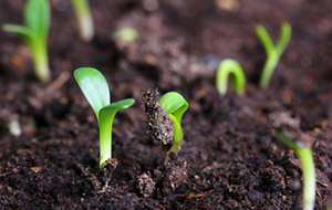 agrochemicals_img_2
